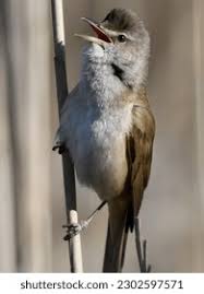 Image result for Acrocephalus arundinaceus