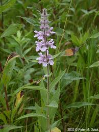Attēlu rezultāti vaicājumam “Stachys palustris flower”
