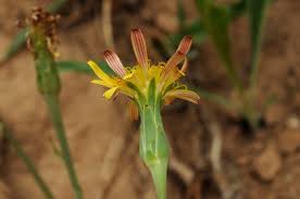 Attēlu rezultāti vaicājumam “Scorzonera humilis bud”