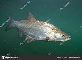 Image result for Aspius aspius