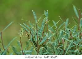 Attēlu rezultāti vaicājumam “Salix purpurea leaf”