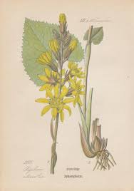 Attēlu rezultāti vaicājumam “Ligularia sibirica”