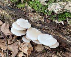 Attēlu rezultāti vaicājumam “Crepidotus applanatus”