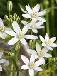 Attēlu rezultāti vaicājumam “Ornithogalum umbellatum”