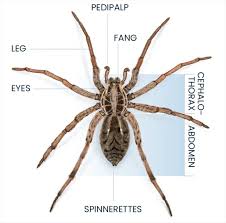 Image result for spider