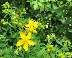 Attēlu rezultāti vaicājumam “Hypericum perforatum leaf”