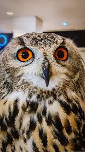 Attēlu rezultāti vaicājumam “Strigiformes”