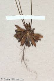 Attēlu rezultāti vaicājumam “Androsace septentrionalis fruit”