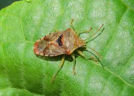 Attēlu rezultāti vaicājumam “Elasmucha grisea imago”