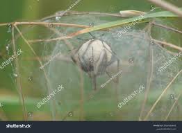 Attēlu rezultāti vaicājumam “Pisaura mirabilis cocoon”