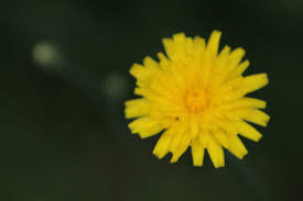 Attēlu rezultāti vaicājumam “Pilosella officinarum flower”