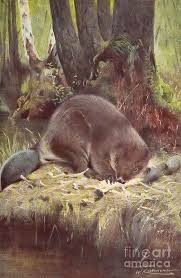 Image result for Castor fiber