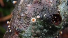 Attēlu rezultāti vaicājumam “Lachnellula willkommii”