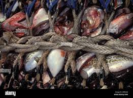 Image result for Gadus macrocephalus