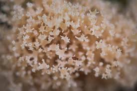 Attēlu rezultāti vaicājumam “Clavicorona pyxidata”