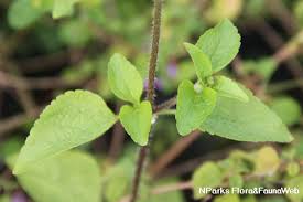 Image result for Ageratum conyzoides
