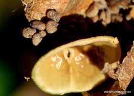 Attēlu rezultāti vaicājumam “Hyoscyamus niger fruit”