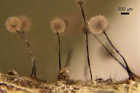 Attēlu rezultāti vaicājumam “Collaria arcyrionema spores”