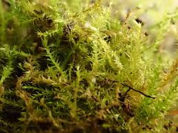 Attēlu rezultāti vaicājumam “Eurhynchiastrum pulchellum”