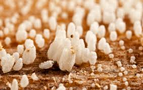 Attēlu rezultāti vaicājumam “Lignydium muscorum young”