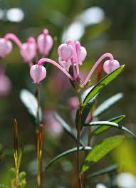 Attēlu rezultāti vaicājumam “Andromeda polifolia fruit”