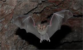 Attēlu rezultāti vaicājumam “Chiroptera”