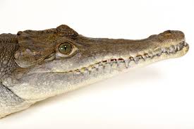 Image result for Crocodylus acutus