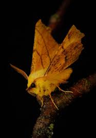 Attēlu rezultāti vaicājumam “Ennomos alniaria”