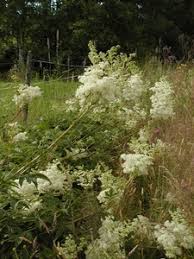 Attēlu rezultāti vaicājumam “Triphragmium ulmariae”