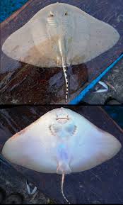 Image result for Gymnura natalensis