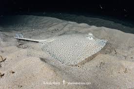 Image result for Raja montagui