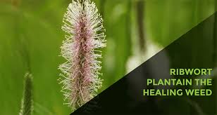 Attēlu rezultāti vaicājumam “Plantago lanceolata bud”