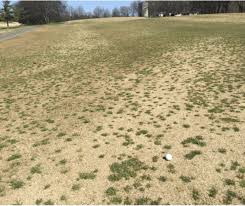 Attēlu rezultāti vaicājumam “Poa remota bud”