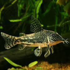 Image result for fish corydoras