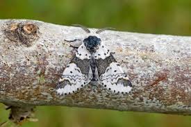 Attēlu rezultāti vaicājumam “Furcula bifida”