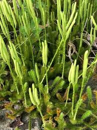 Attēlu rezultāti vaicājumam “Weissia brachycarpa”