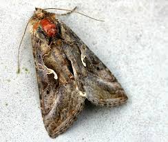 Attēlu rezultāti vaicājumam “Autographa gamma”