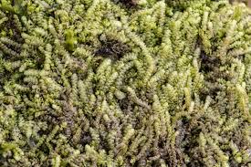 Attēlu rezultāti vaicājumam “Lejeunea cavifolia”