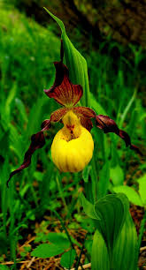 Attēlu rezultāti vaicājumam “Trichophorum alpinum fruit”