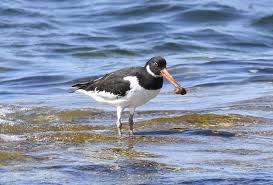 Attēlu rezultāti vaicājumam “Haematopus ostralegus adult”