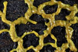 Attēlu rezultāti vaicājumam “Physarum viride var. aurantium”