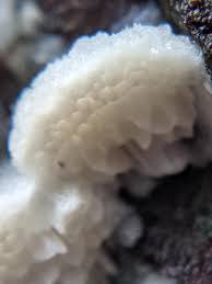 Attēlu rezultāti vaicājumam “Antrodia gossypium”