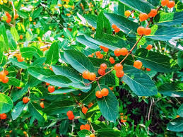 Attēlu rezultāti vaicājumam “Lonicera ferdinandii fruit”