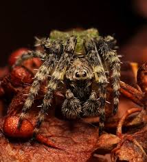 Attēlu rezultāti vaicājumam “Gibbaranea gibbosa”