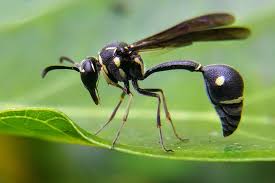 Attēlu rezultāti vaicājumam “Eumenes sp.”