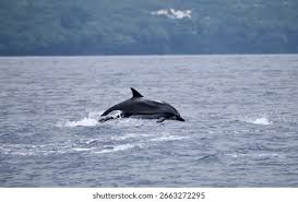 Image result for Stenella coeruleoalba