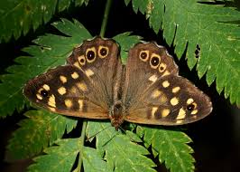 Attēlu rezultāti vaicājumam “Pararge aegeria”