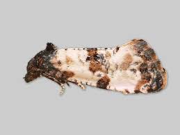 Attēlu rezultāti vaicājumam “Cochylis dubitana”