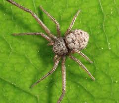 Attēlu rezultāti vaicājumam “Philodromidae”