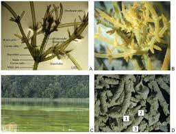 Attēlu rezultāti vaicājumam “Chara rudis”